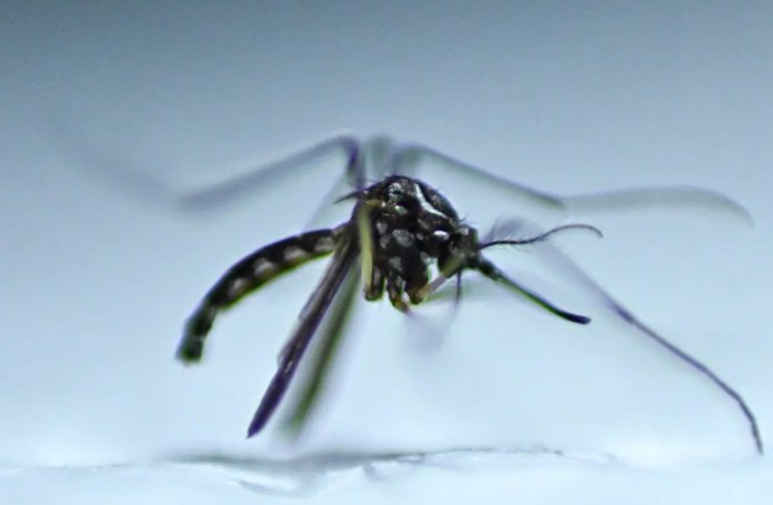 Fotografía del mosquito Aedes aegypti, responsable de la transmisión del dengue en un laboratorio en Brasilia (Brasil). EFE/Andre Borges