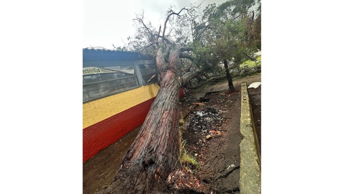 En la ciudad de Quetzaltenango, un árbol causó daños al Instituto Werner Ovalle. Foto: Conred