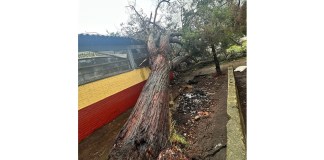 En la ciudad de Quetzaltenango, un árbol causó daños al Instituto Werner Ovalle. Foto: Conred