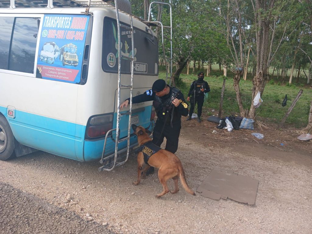 Un agente del comando K-9 ayudó a encontrar el cargamento de yerba dentro del autobús detenido en La Libertad, Petén.Foto PNC