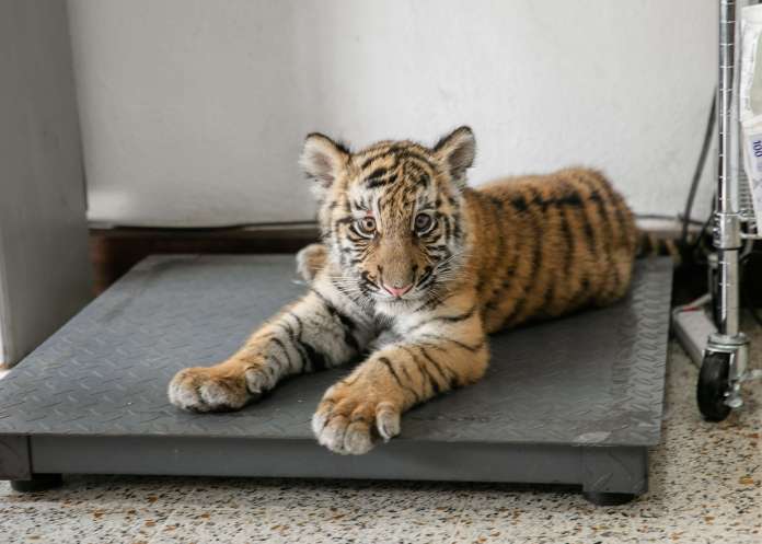 La tigresa pertenece a una especie en peligro de extinción. (Foto: Conap)