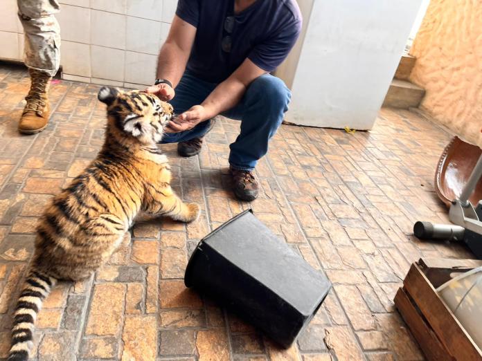 La tigresa tiene cuatro meses de edad. (Foto: Conap)