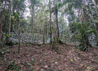 Fotografía sin fecha cedida por el Servicio Nacional de Fronteras de Panamá (Senafront) de una zona cercada en la zona del Darién (Panamá). EFE/ Senafront