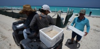Funcionarios trasladan huevos de tortuga desde una playa para protegerlos de la llegada prevista del huracán Beryl, en Cancún, México, el miércoles 3 de julio de 2024. (AP Foto/Fernando Llano)