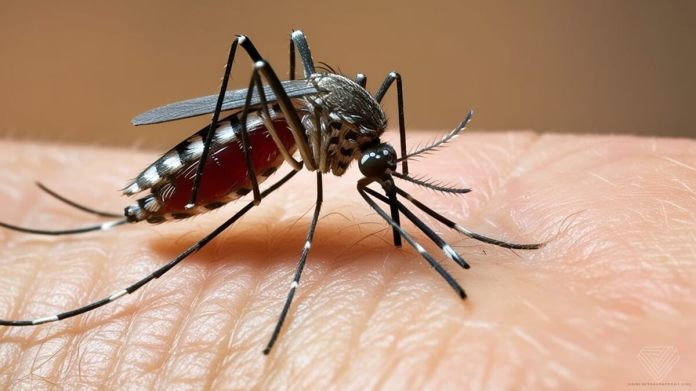 Los casos de dengue han incrementado en 2024, respecto al año anterior. Foto: Zes Dho en Pixabay