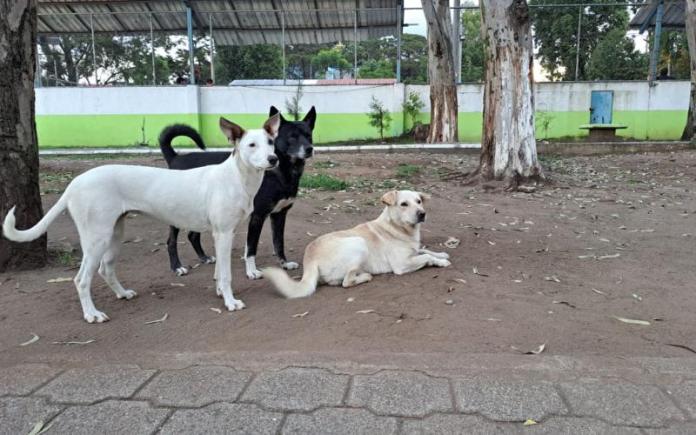 La UBA ha realizado campañas gratuitas de esterilización para evitar la sobrepoblación de perros. Foto La Hora: Gobierno de Guatemala