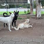 La UBA ha realizado campañas gratuitas de esterilización para evitar la sobrepoblación de perros. Foto La Hora: Gobierno de Guatemala
