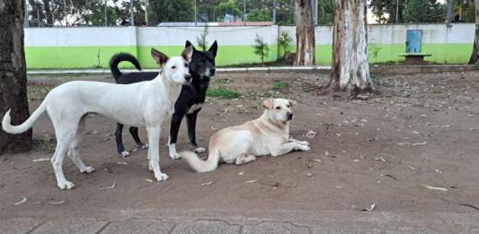 La UBA ha realizado campañas gratuitas de esterilización para evitar la sobrepoblación de perros. Foto La Hora: Gobierno de Guatemala