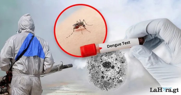 El Ministerio de Salud prepara campaña de prevención para evitar el criadero de zancudos que transmiten el dengue. Foto: La Hora