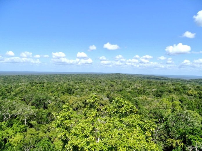 El gobierno de Estados Unidos invertirá más de $6 millones para proteger las áreas boscosas de Petén. Foto: Conap