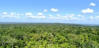 El gobierno de Estados Unidos invertirá más de $6 millones para proteger las áreas boscosas de Petén. Foto: Conap