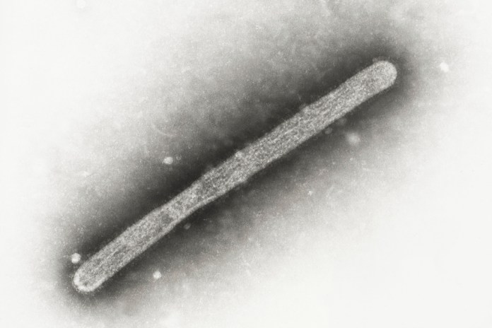 ARCHIVO - Esta imagen, tomada con un microscopio electrónico, en 2005, muestra un virión de gripe aviar A H5N1. (Cynthia Goldsmith, Jackie Katz/CDC vía AP, Archivo)