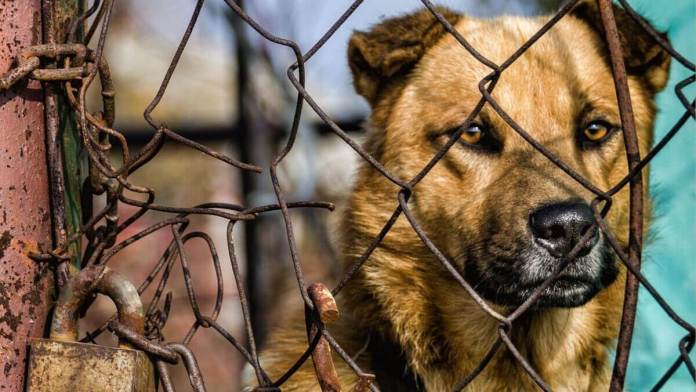 Quetzaltenango anunció medidas sobre perros callejeros. Foto: Dmitriy en Pixabay