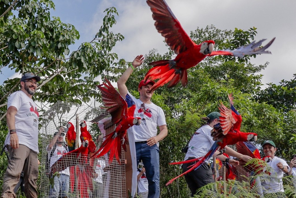 Personas liberando guacamayas rojas en un bosque