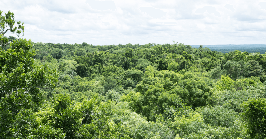 Conservación de la Biodiversidad