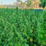 La SGAIA eliminó la plantación de marihuana, ubicada en Las Cruces, Petén. Foto: MINGOB