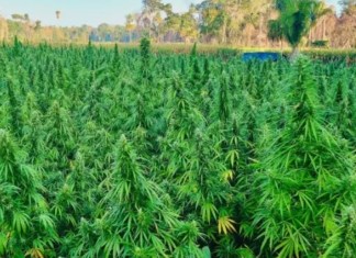 La SGAIA eliminó la plantación de marihuana, ubicada en Las Cruces, Petén. Foto: MINGOB