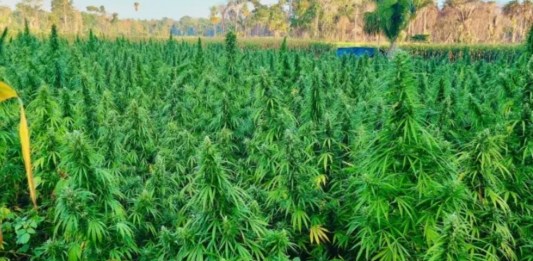 La SGAIA eliminó la plantación de marihuana, ubicada en Las Cruces, Petén. Foto: MINGOB