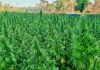 La SGAIA eliminó la plantación de marihuana, ubicada en Las Cruces, Petén. Foto: MINGOB