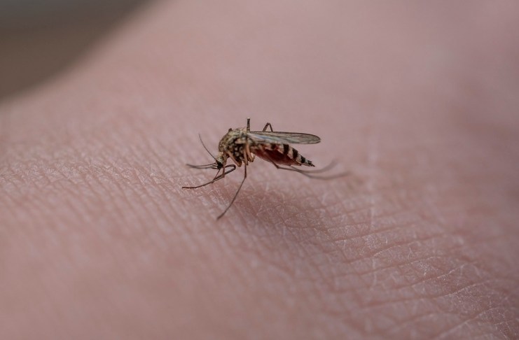 Chikungunya