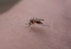 Chikungunya