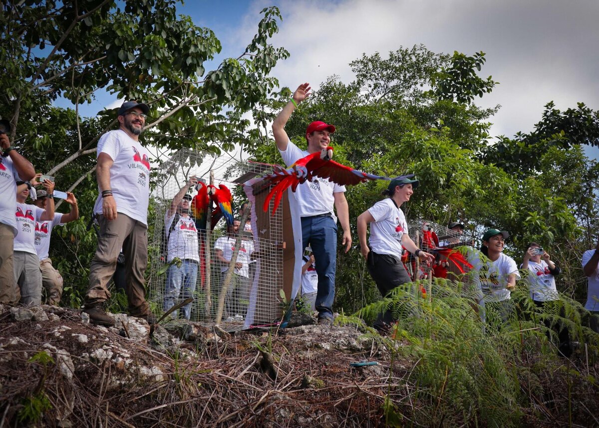 liberación de guacamayas rojas