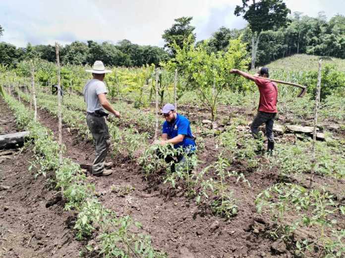 El Ministerio de Agricultura debe atender a agricultores con programas de riego. Foto: MAGA