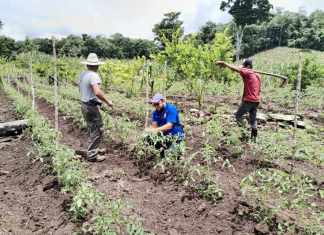 USDA lidera misión comercial en Guatemala para fortalecer exportaciones agrícolas en Centroamérica Foto La Hora: ARCHIVO