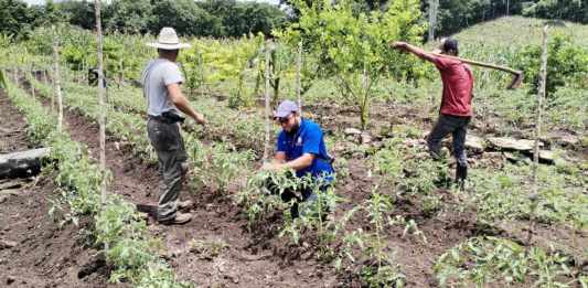 El Ministerio de Agricultura debe atender a agricultores con programas de riego. Foto: MAGA