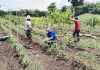 El Ministerio de Agricultura debe atender a agricultores con programas de riego. Foto: MAGA