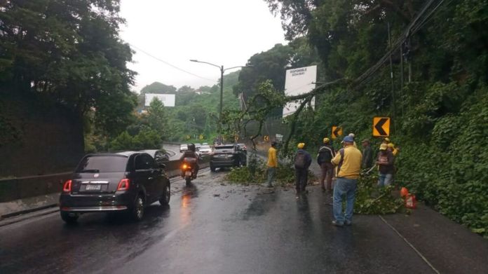 En el lugar ya se realizan los trabajos de retiro del árbol. Foto: PMT Santa Catarina Pinula