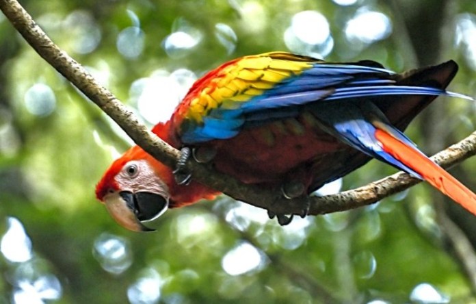 «Guacamaya roja (Ara macao cyanoptera)», Foto: Conap / LH.