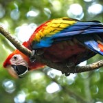 «Guacamaya roja (Ara macao cyanoptera)», Foto: Conap / LH.