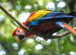 «Guacamaya roja (Ara macao cyanoptera)», Foto: Conap / LH.