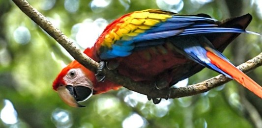 «Guacamaya roja (Ara macao cyanoptera)», Foto: Conap / LH.
