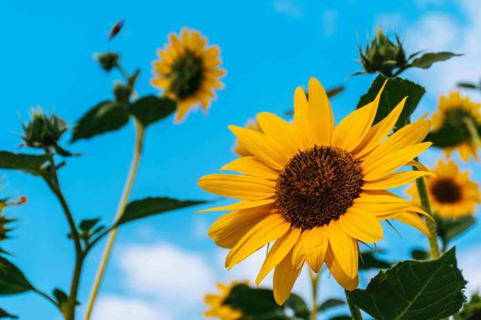 Girasoles