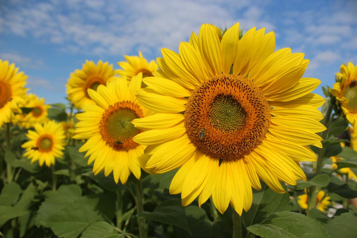 girasoles