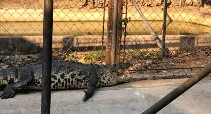 El norte del país y en la Costa Sur, según el Conap, es donde hay presencia de dos especies de cocodrilos y una de caimán. Foto La Hora / Conap