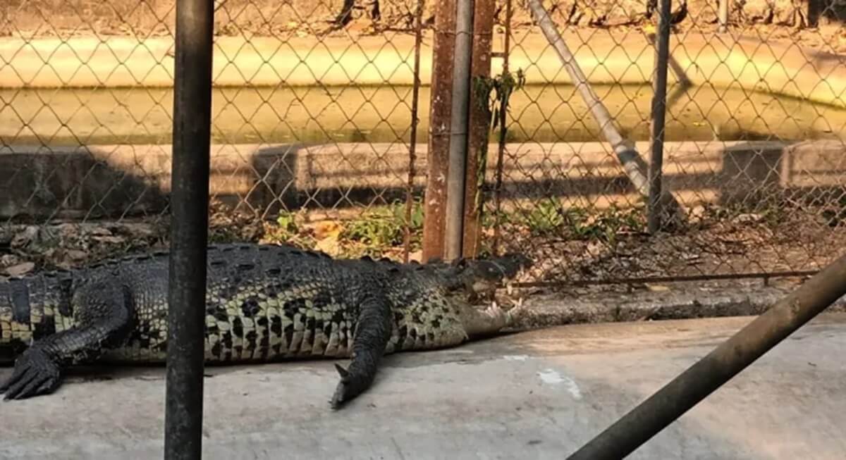 El norte del país y en la Costa Sur, según el Conap, es donde hay presencia de dos especies de cocodrilos y una de caimán. Foto La Hora / Conap