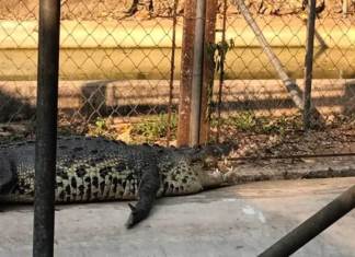 El norte del país y en la Costa Sur, según el Conap, es donde hay presencia de dos especies de cocodrilos y una de caimán. Foto La Hora / Conap
