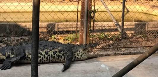 El norte del país y en la Costa Sur, según el Conap, es donde hay presencia de dos especies de cocodrilos y una de caimán. Foto La Hora / Conap