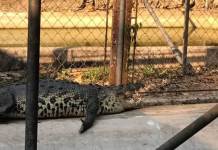 Conap hace un llamado a denunciar tráfico ilegal de reptiles en época de Cuaresma y Semana Santa El norte del país y en la Costa Sur, según el Conap, es donde hay presencia de dos especies de cocodrilos y una de caimán. Foto La Hora / Conap