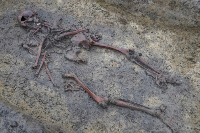 Un esqueleto de la Era Vikinga en Aasum, Dinamarca, el 7 de octubre del 2024. (AP foto/James Brooks)