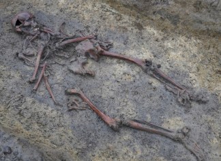 Un esqueleto de la Era Vikinga en Aasum, Dinamarca, el 7 de octubre del 2024. (AP foto/James Brooks)