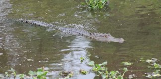 Caimanes y serpientes son arrastrados a vecindarios luego del paso del huracán Milton. Foto La Hora Comisión de Conservación de Pesca y Vida Silvestre de Florida X (@MyFWC).