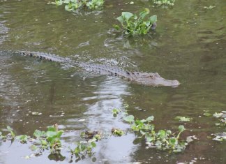 Caimanes y serpientes son arrastrados a vecindarios luego del paso del huracán Milton. Foto La Hora Comisión de Conservación de Pesca y Vida Silvestre de Florida X (@MyFWC).