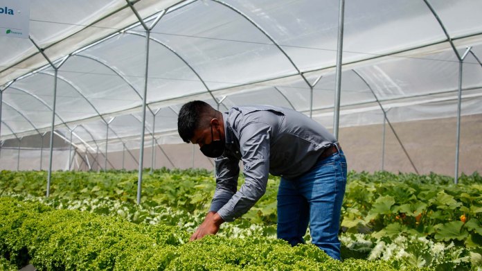 Proyecto CAMPO. Foto: Alimentando el Futuro