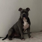 "Terry" el canino apuñalado causa indignación entre usuarios