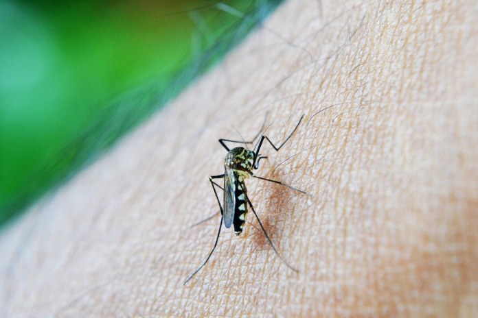 Dengue Honduras