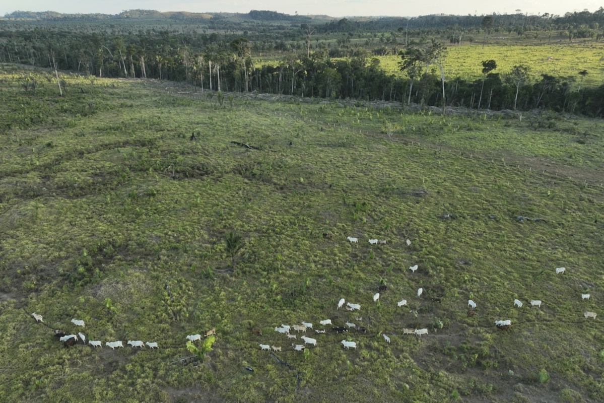 Ganado pasta en una zona deforestada ilegalmente en una reserva extractiva cercana a la localidad de Jaci-Paraná, el 12 de julio de 2023, en el estado de Rondonia, Brasil. (AP Foto/André Penner, Archivo)